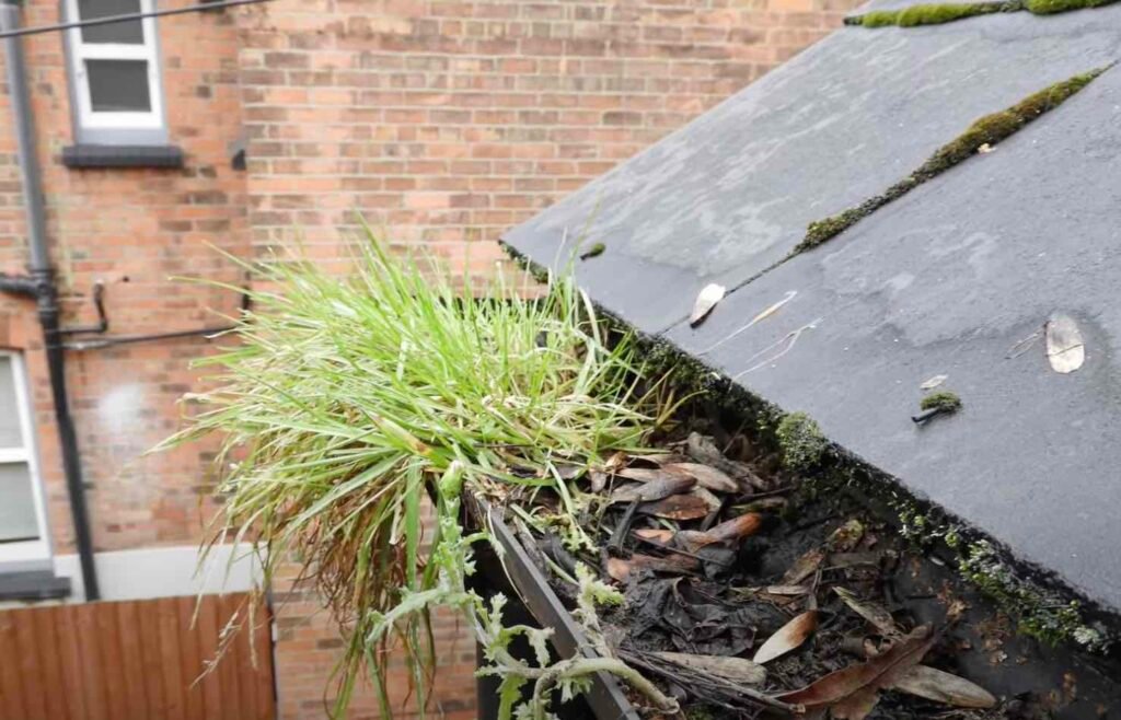 Why London Homeowners Choose Drone Surveys for Gutters & Roofs 3 Moss-covered roof on a brick building, with visible gutter blockage affecting drainage.