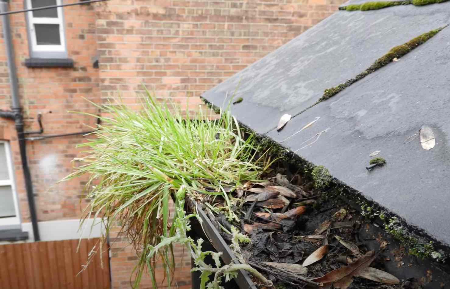 Moss-covered roof on a brick building, with visible gutter blockage affecting drainage.