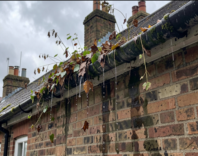 Blocked rain gutter full of leaves and debris on UK house
